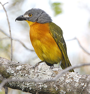 Grey-headed Bush-shrike